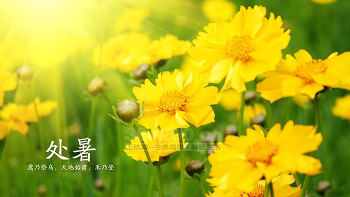 今日處暑，漸入秋境。